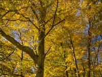 Alte und junge Buchen entlang dem Wanderweg